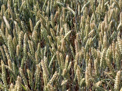 Канадская пшеница в Украине, фото