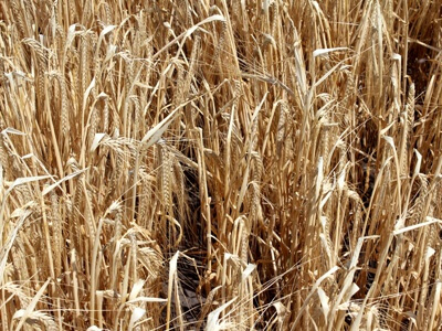 Посевной ячмень / пшеница в Украине, опт