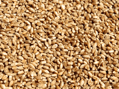 Зерно пшеницы канадской, 1 репродукция купить оптом